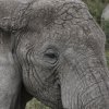 Elefant, Serengeti